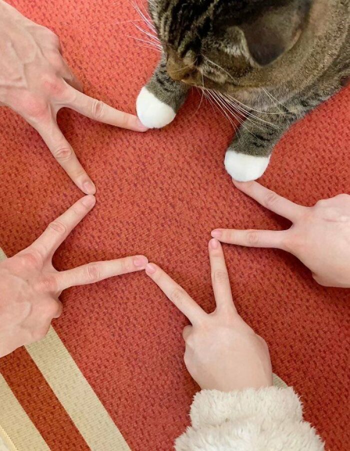 This Page Shared 57 Pics Of Cats Caught Looking Unreasonably Human In The Funniest Ways