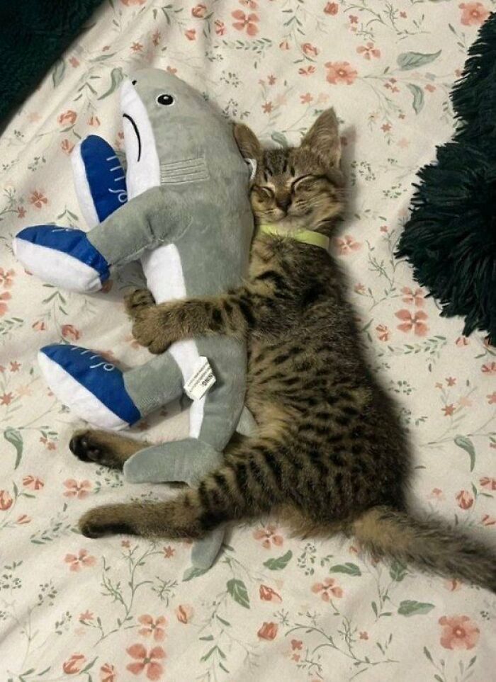 This Page Shared 57 Pics Of Cats Caught Looking Unreasonably Human In The Funniest Ways