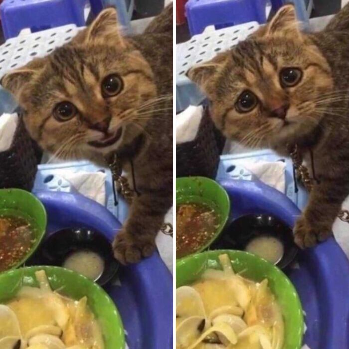 This Page Shared 57 Pics Of Cats Caught Looking Unreasonably Human In The Funniest Ways