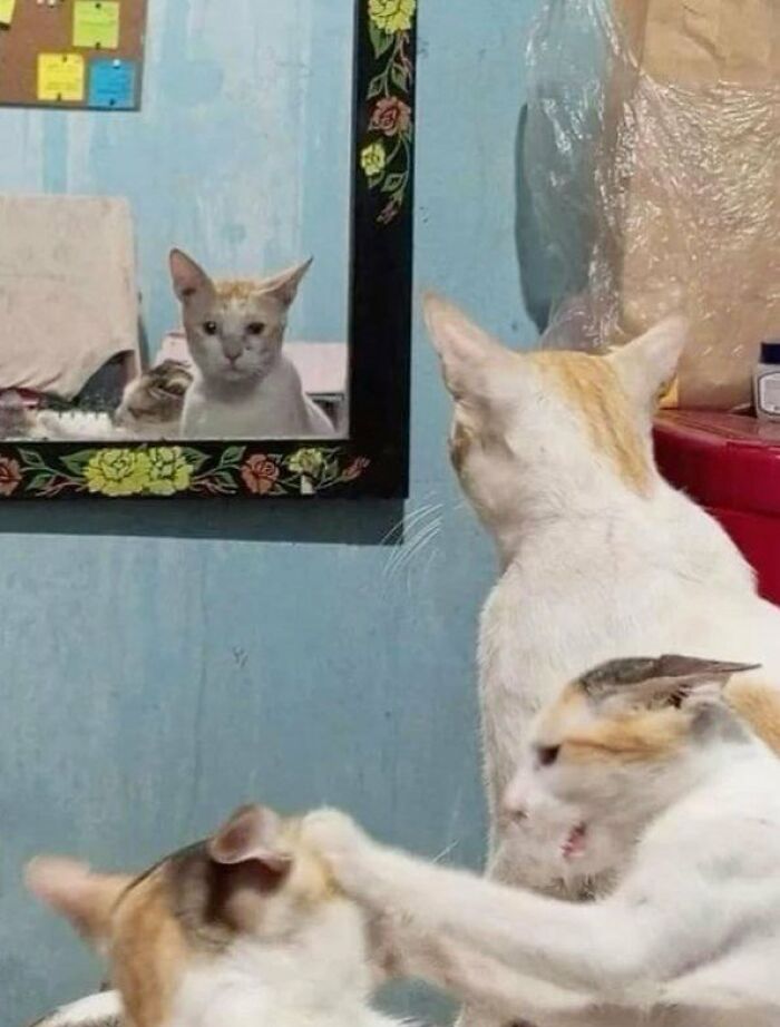 This Page Shared 57 Pics Of Cats Caught Looking Unreasonably Human In The Funniest Ways