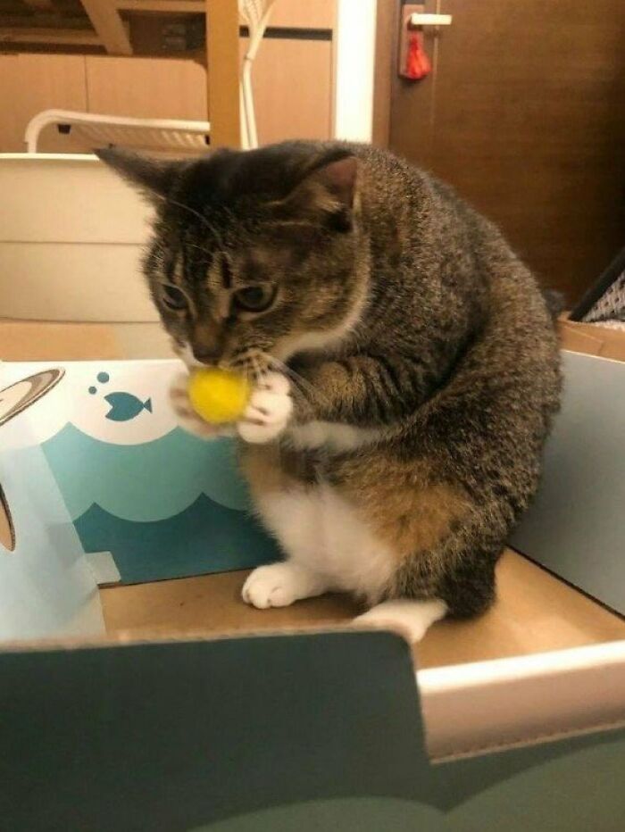 This Page Shared 57 Pics Of Cats Caught Looking Unreasonably Human In The Funniest Ways