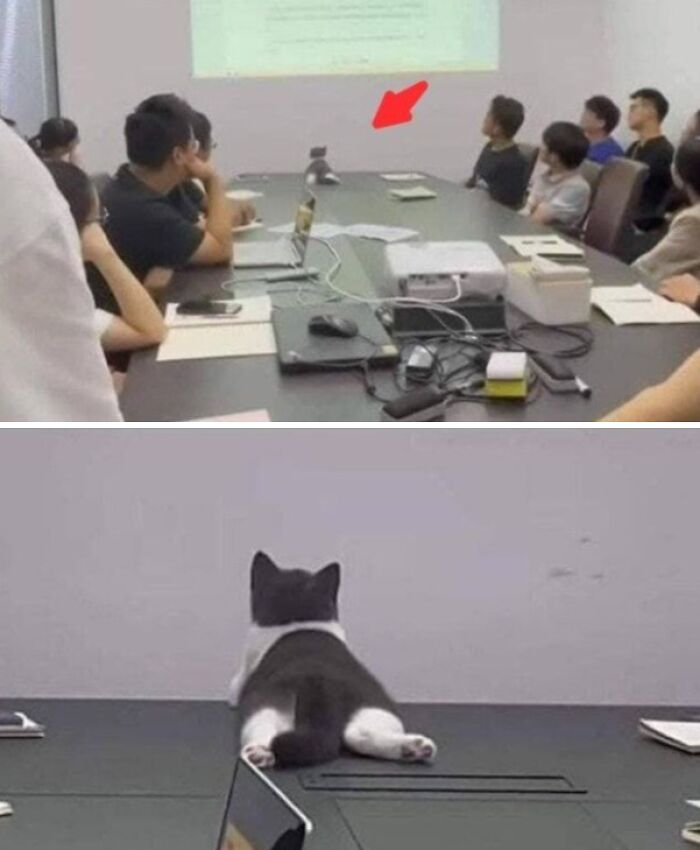 This Page Shared 57 Pics Of Cats Caught Looking Unreasonably Human In The Funniest Ways