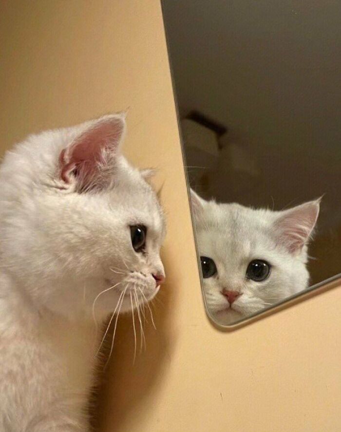 This Page Shared 57 Pics Of Cats Caught Looking Unreasonably Human In The Funniest Ways