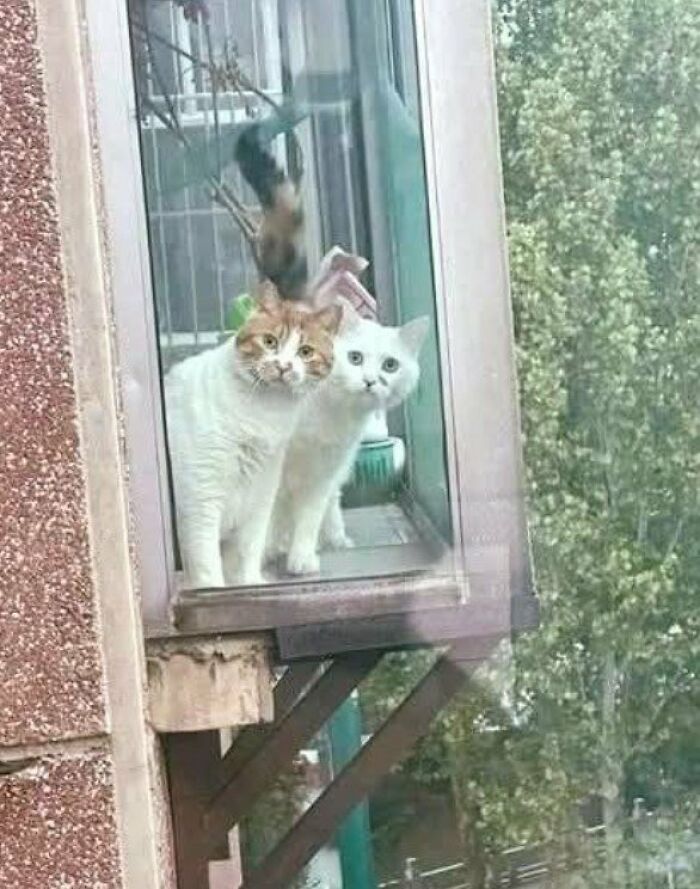 This Page Shared 57 Pics Of Cats Caught Looking Unreasonably Human In The Funniest Ways