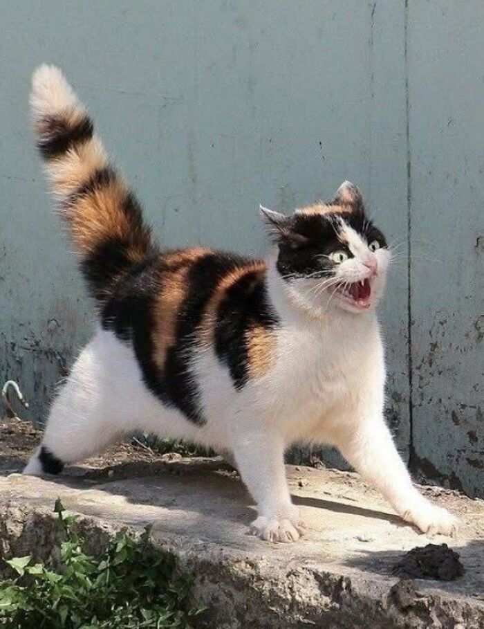 This Page Shared 57 Pics Of Cats Caught Looking Unreasonably Human In The Funniest Ways