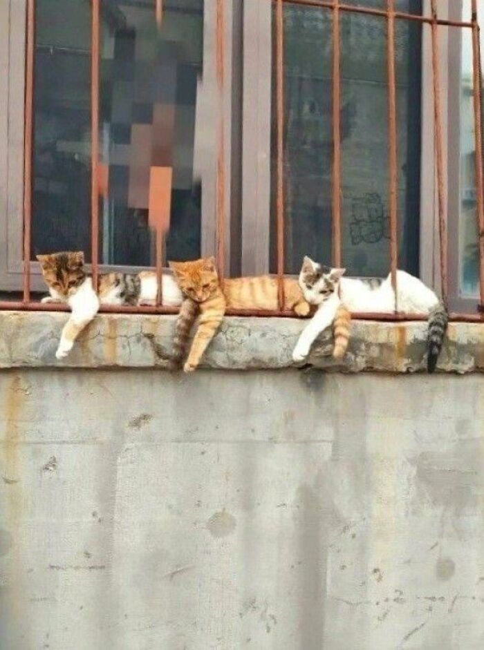 This Page Shared 57 Pics Of Cats Caught Looking Unreasonably Human In The Funniest Ways