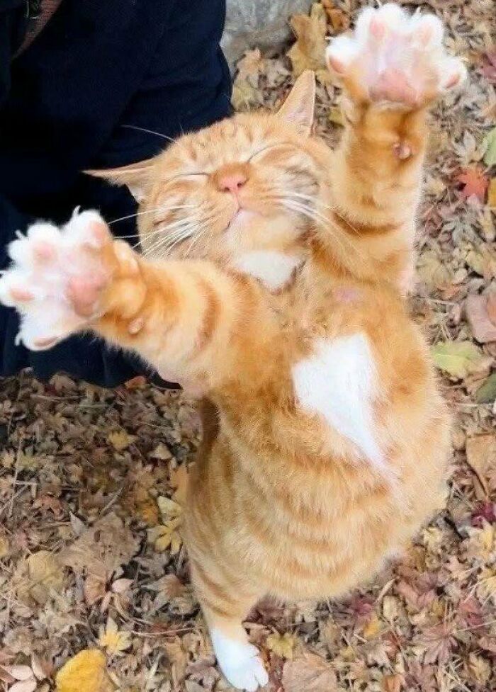 This Page Shared 57 Pics Of Cats Caught Looking Unreasonably Human In The Funniest Ways