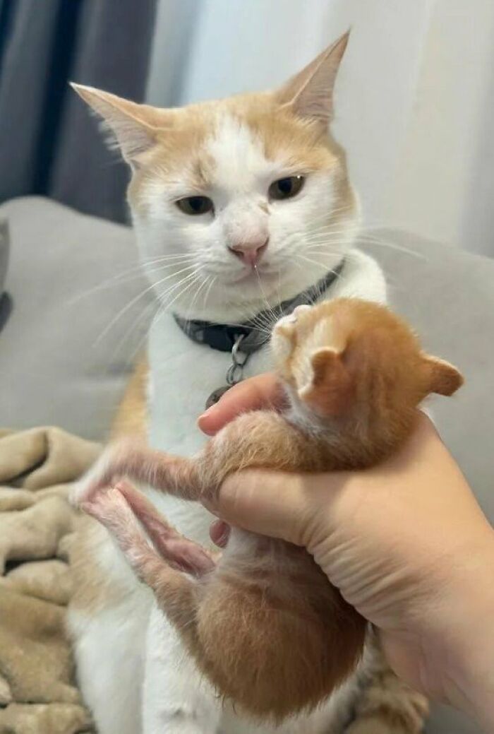 This Page Shared 57 Pics Of Cats Caught Looking Unreasonably Human In The Funniest Ways
