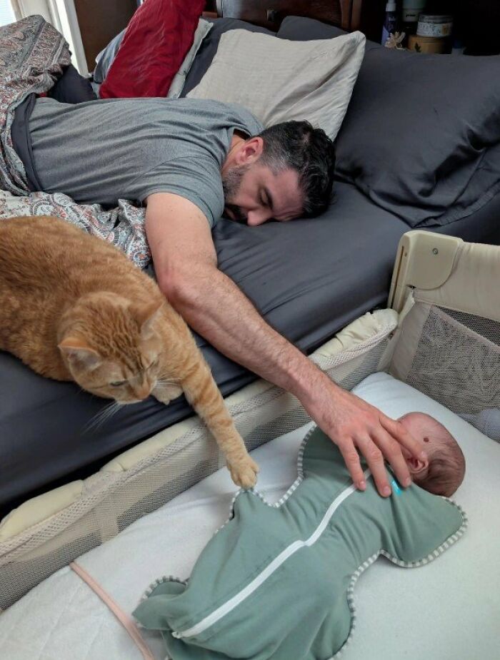 This Page Shared 57 Pics Of Cats Caught Looking Unreasonably Human In The Funniest Ways
