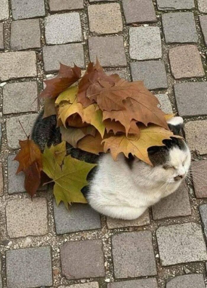 This Page Shared 57 Pics Of Cats Caught Looking Unreasonably Human In The Funniest Ways