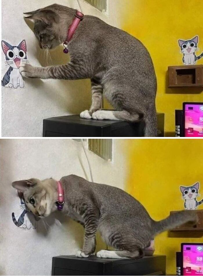 This Page Shared 57 Pics Of Cats Caught Looking Unreasonably Human In The Funniest Ways