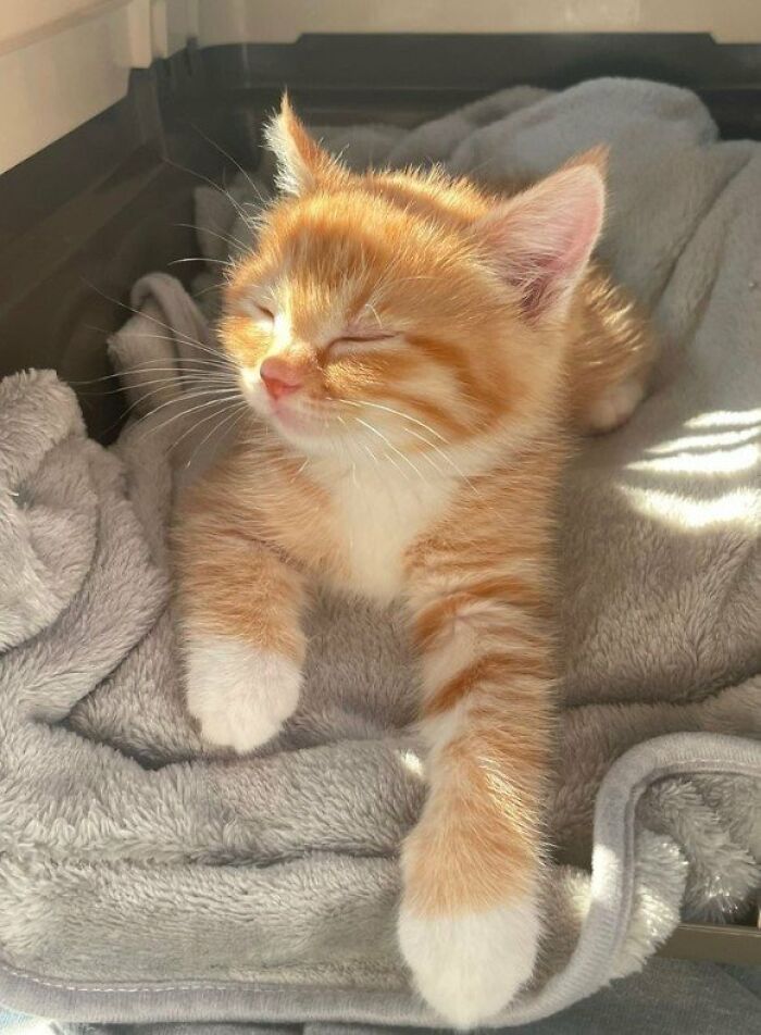 This Page Shared 57 Pics Of Cats Caught Looking Unreasonably Human In The Funniest Ways