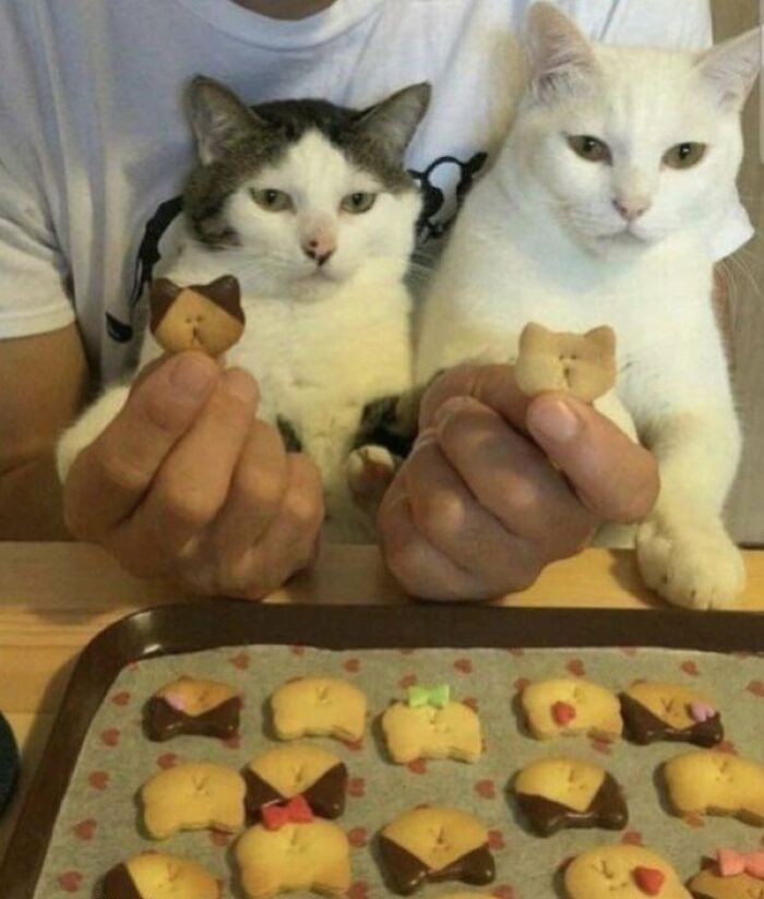 This Page Shared 57 Pics Of Cats Caught Looking Unreasonably Human In The Funniest Ways