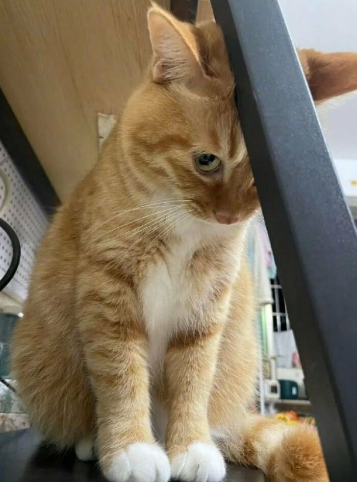 This Page Shared 57 Pics Of Cats Caught Looking Unreasonably Human In The Funniest Ways