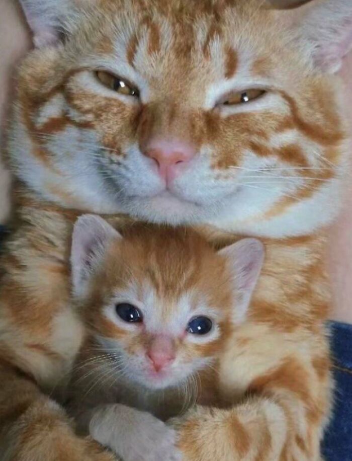 This Page Shared 57 Pics Of Cats Caught Looking Unreasonably Human In The Funniest Ways
