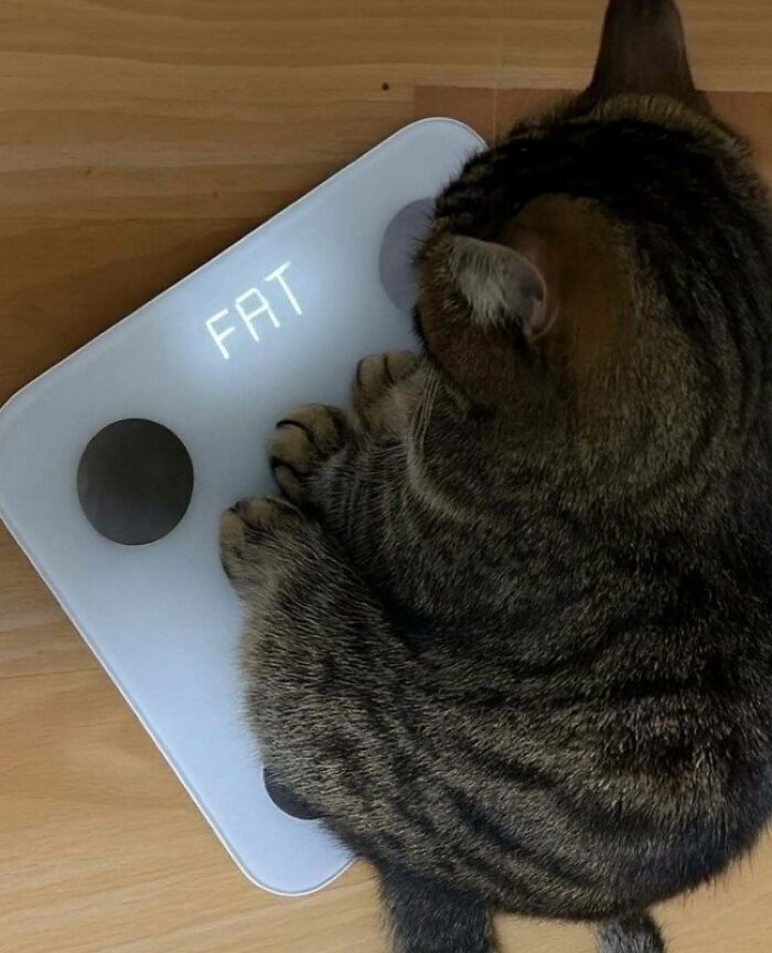 This Page Shared 57 Pics Of Cats Caught Looking Unreasonably Human In The Funniest Ways