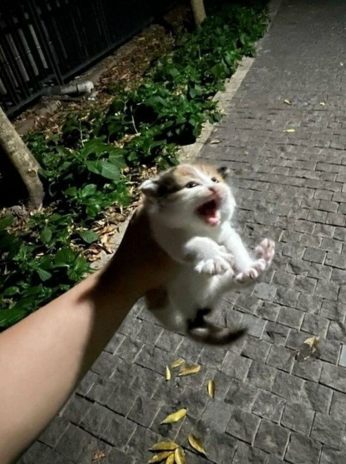 This Page Shared 57 Pics Of Cats Caught Looking Unreasonably Human In The Funniest Ways