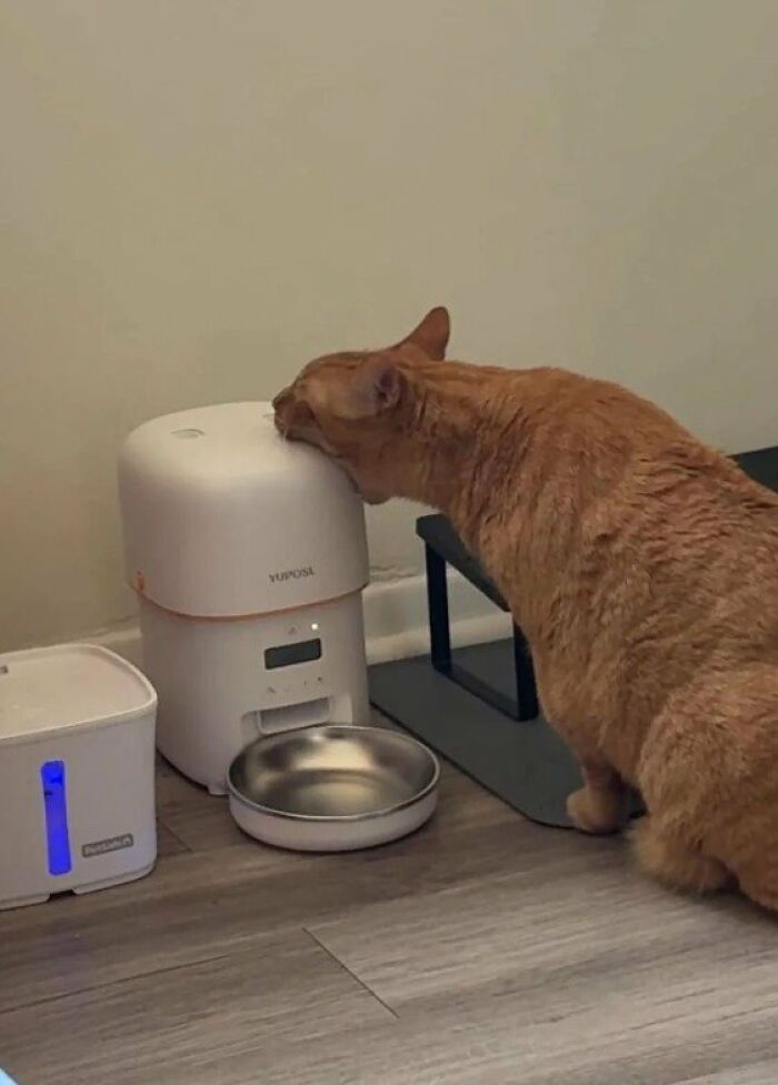 This Page Shared 57 Pics Of Cats Caught Looking Unreasonably Human In The Funniest Ways