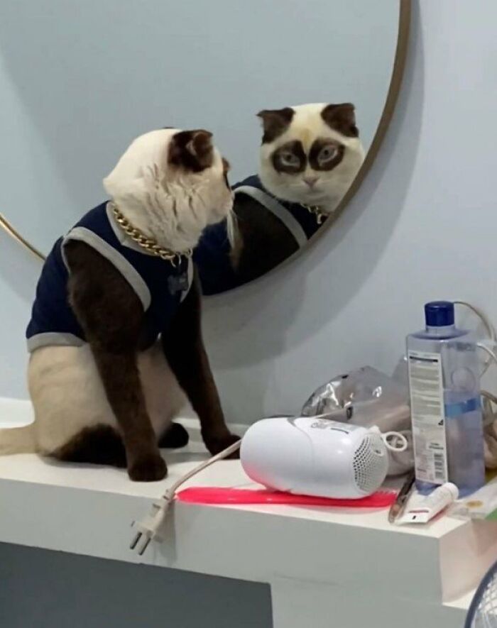 This Page Shared 57 Pics Of Cats Caught Looking Unreasonably Human In The Funniest Ways
