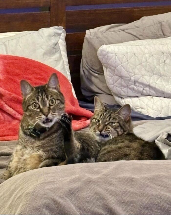 This Page Shared 57 Pics Of Cats Caught Looking Unreasonably Human In The Funniest Ways