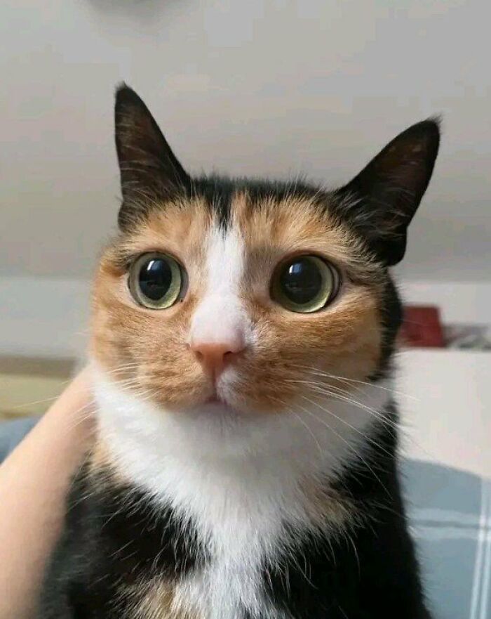 This Page Shared 57 Pics Of Cats Caught Looking Unreasonably Human In The Funniest Ways