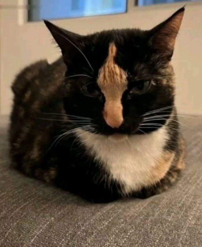 This Page Shared 57 Pics Of Cats Caught Looking Unreasonably Human In The Funniest Ways