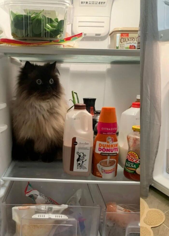 This Page Shared 57 Pics Of Cats Caught Looking Unreasonably Human In The Funniest Ways