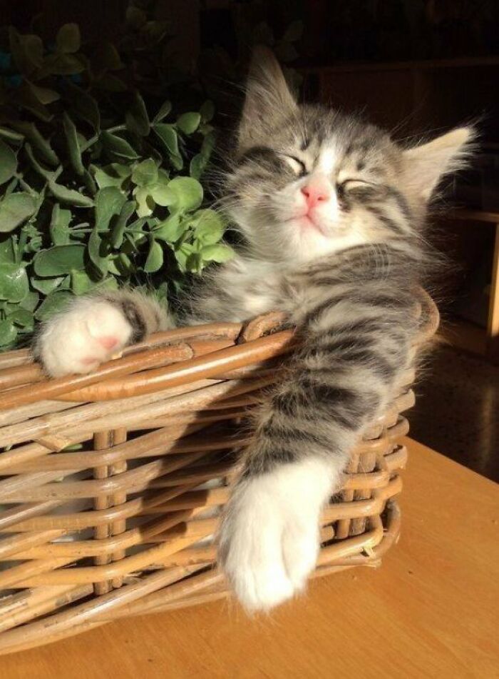 This Page Shared 57 Pics Of Cats Caught Looking Unreasonably Human In The Funniest Ways