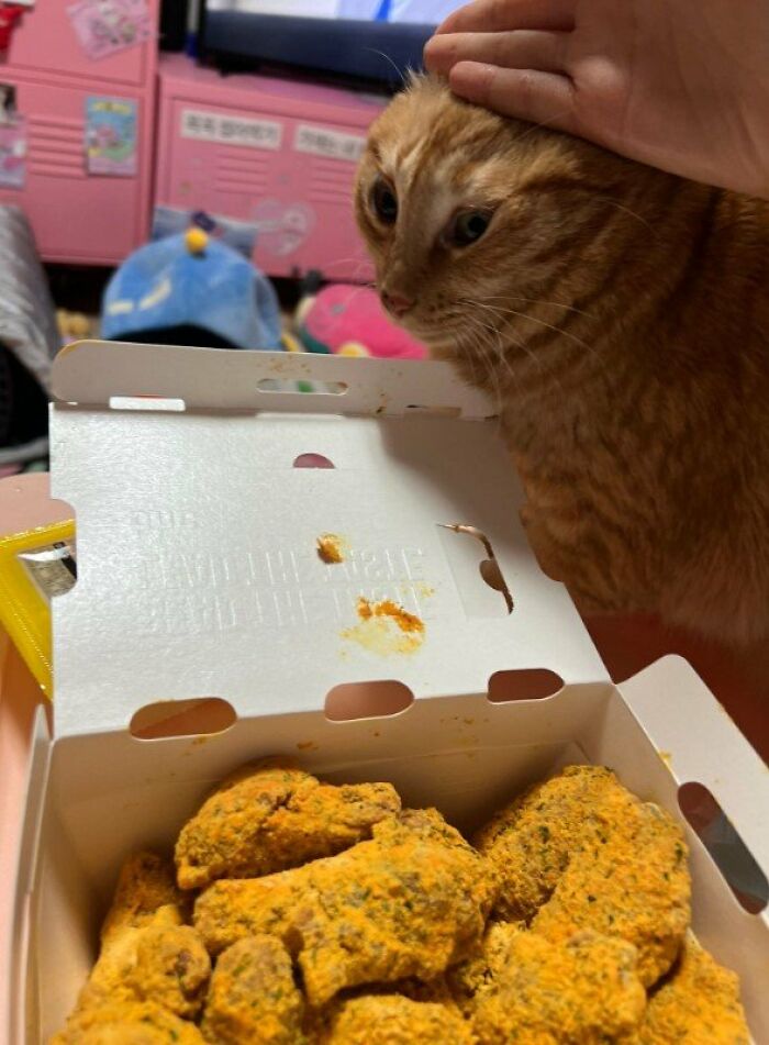 This Page Shared 57 Pics Of Cats Caught Looking Unreasonably Human In The Funniest Ways