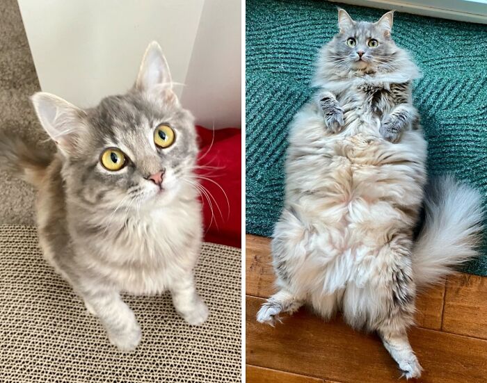 38 Before-And-After Photos Of Kittens Who Took ‘Growing Up’ Very Seriously 38 Before-And-After Photos Of Kittens Who Took ‘Growing Up’ Very Seriously