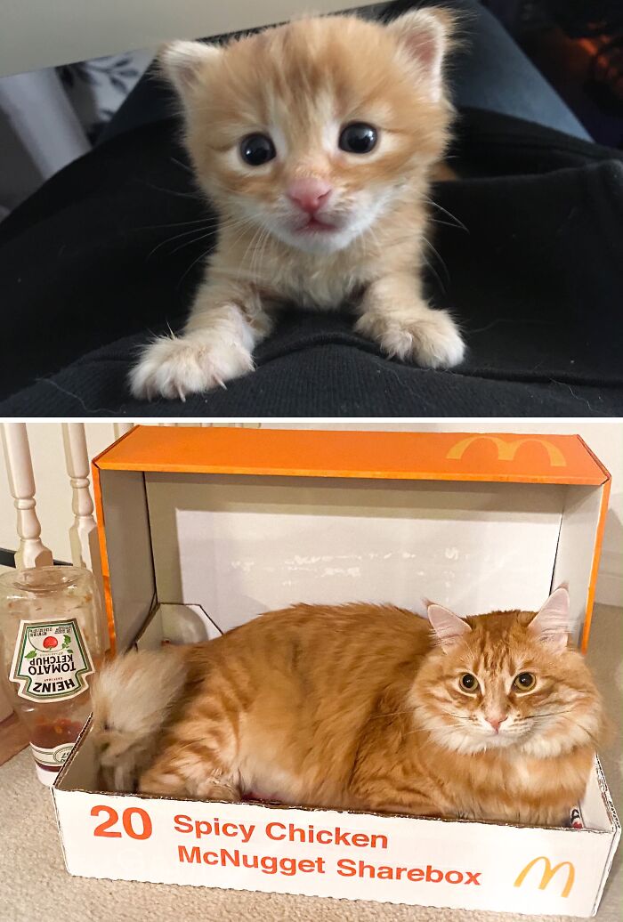 38 Before-And-After Photos Of Kittens Who Took ‘Growing Up’ Very Seriously 38 Before-And-After Photos Of Kittens Who Took ‘Growing Up’ Very Seriously