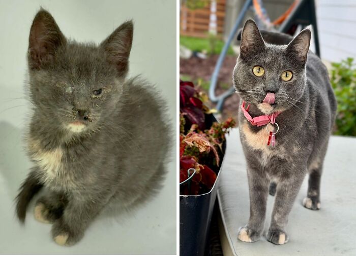 38 Before-And-After Photos Of Kittens Who Took ‘Growing Up’ Very Seriously 38 Before-And-After Photos Of Kittens Who Took ‘Growing Up’ Very Seriously