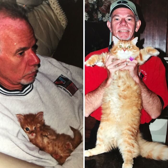 38 Before-And-After Photos Of Kittens Who Took ‘Growing Up’ Very Seriously 38 Before-And-After Photos Of Kittens Who Took ‘Growing Up’ Very Seriously