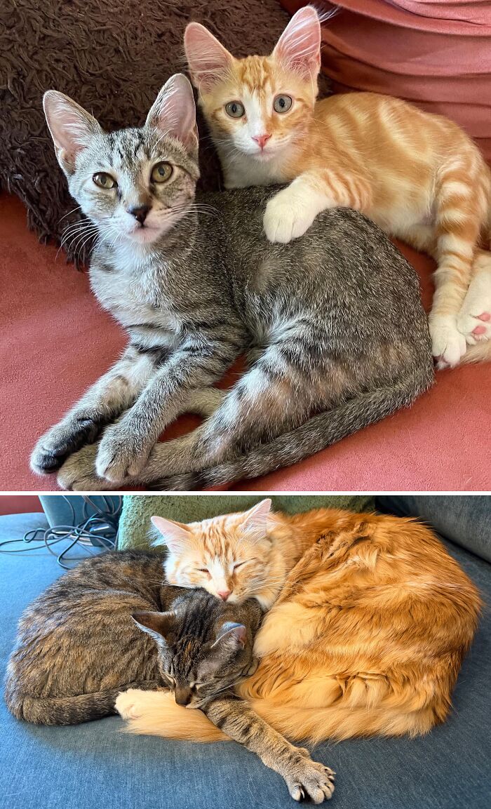 38 Before-And-After Photos Of Kittens Who Took ‘Growing Up’ Very Seriously 38 Before-And-After Photos Of Kittens Who Took ‘Growing Up’ Very Seriously