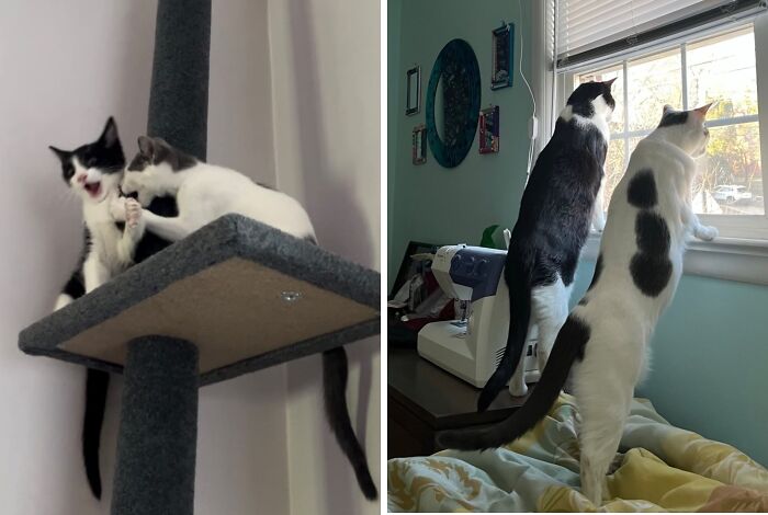 38 Before-And-After Photos Of Kittens Who Took ‘Growing Up’ Very Seriously 38 Before-And-After Photos Of Kittens Who Took ‘Growing Up’ Very Seriously
