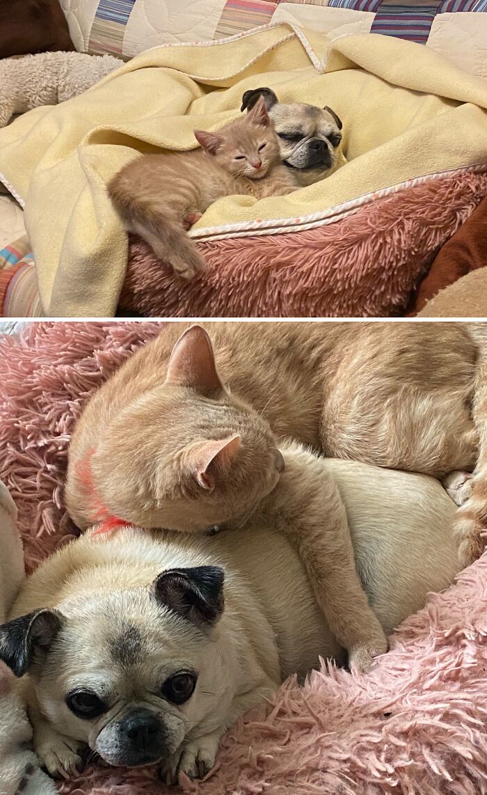38 Before-And-After Photos Of Kittens Who Took ‘Growing Up’ Very Seriously 38 Before-And-After Photos Of Kittens Who Took ‘Growing Up’ Very Seriously