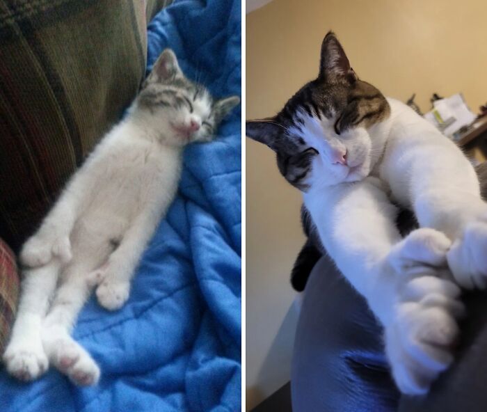 38 Before-And-After Photos Of Kittens Who Took ‘Growing Up’ Very Seriously 38 Before-And-After Photos Of Kittens Who Took ‘Growing Up’ Very Seriously