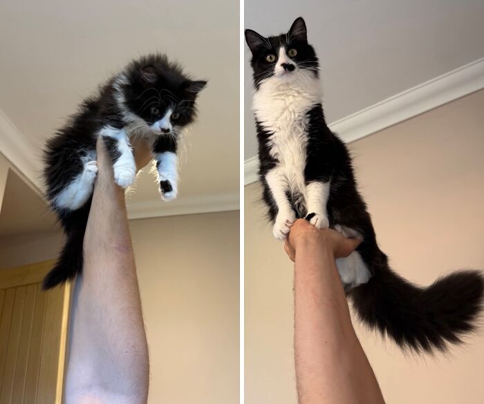 38 Before-And-After Photos Of Kittens Who Took ‘Growing Up’ Very Seriously 38 Before-And-After Photos Of Kittens Who Took ‘Growing Up’ Very Seriously