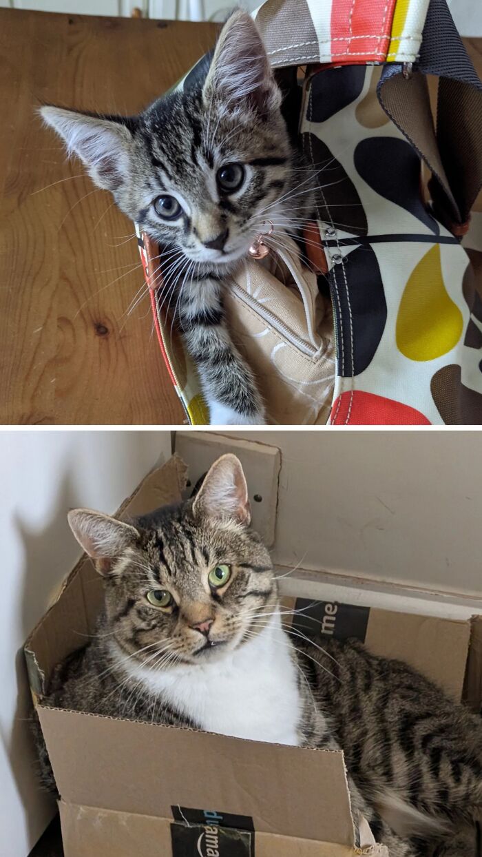 38 Before-And-After Photos Of Kittens Who Took ‘Growing Up’ Very Seriously 38 Before-And-After Photos Of Kittens Who Took ‘Growing Up’ Very Seriously