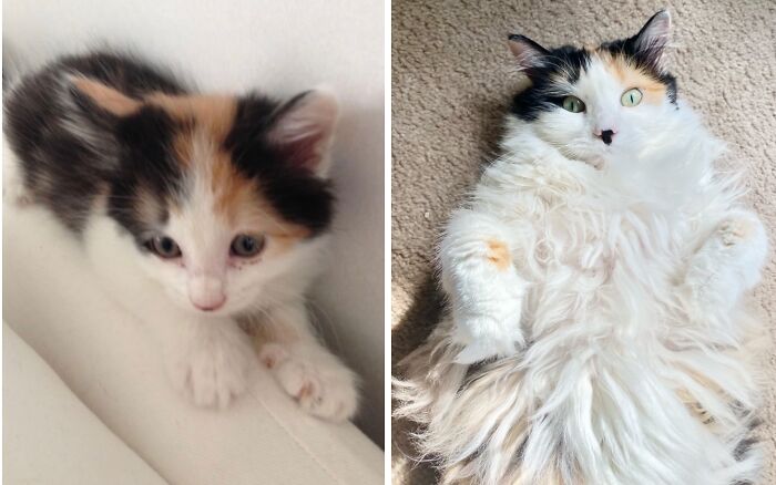 38 Before-And-After Photos Of Kittens Who Took ‘Growing Up’ Very Seriously 38 Before-And-After Photos Of Kittens Who Took ‘Growing Up’ Very Seriously