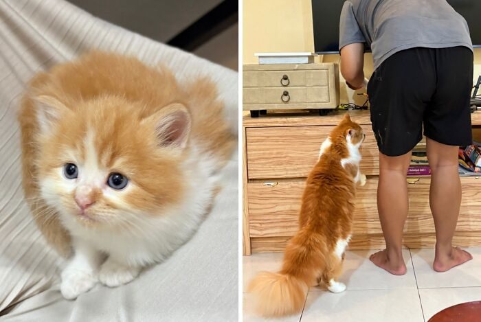 38 Before-And-After Photos Of Kittens Who Took ‘Growing Up’ Very Seriously 38 Before-And-After Photos Of Kittens Who Took ‘Growing Up’ Very Seriously