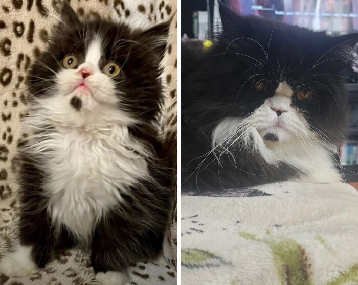 38 Before-And-After Photos Of Kittens Who Took ‘Growing Up’ Very Seriously 38 Before-And-After Photos Of Kittens Who Took ‘Growing Up’ Very Seriously