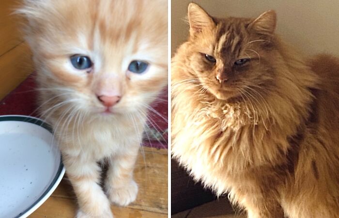 38 Before-And-After Photos Of Kittens Who Took ‘Growing Up’ Very Seriously 38 Before-And-After Photos Of Kittens Who Took ‘Growing Up’ Very Seriously