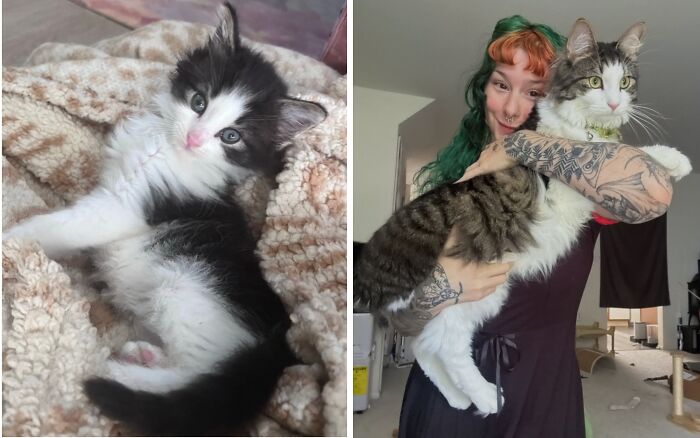 38 Before-And-After Photos Of Kittens Who Took ‘Growing Up’ Very Seriously 38 Before-And-After Photos Of Kittens Who Took ‘Growing Up’ Very Seriously