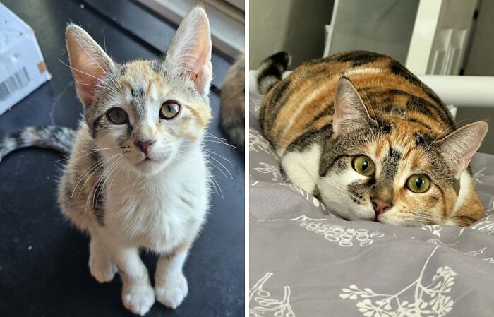 38 Before-And-After Photos Of Kittens Who Took ‘Growing Up’ Very Seriously 38 Before-And-After Photos Of Kittens Who Took ‘Growing Up’ Very Seriously