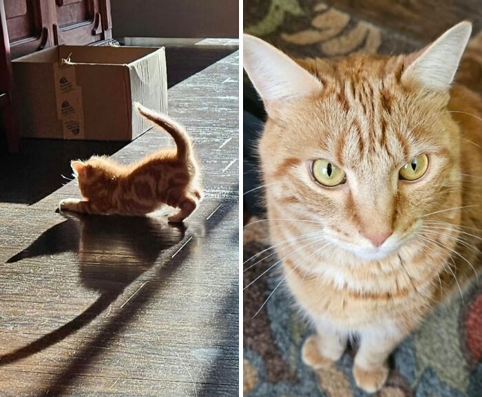 38 Before-And-After Photos Of Kittens Who Took ‘Growing Up’ Very Seriously 38 Before-And-After Photos Of Kittens Who Took ‘Growing Up’ Very Seriously