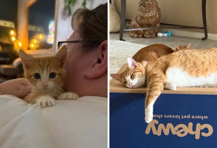 38 Before-And-After Photos Of Kittens Who Took ‘Growing Up’ Very Seriously 38 Before-And-After Photos Of Kittens Who Took ‘Growing Up’ Very Seriously