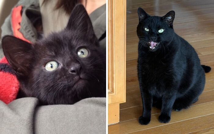 38 Before-And-After Photos Of Kittens Who Took ‘Growing Up’ Very Seriously 38 Before-And-After Photos Of Kittens Who Took ‘Growing Up’ Very Seriously