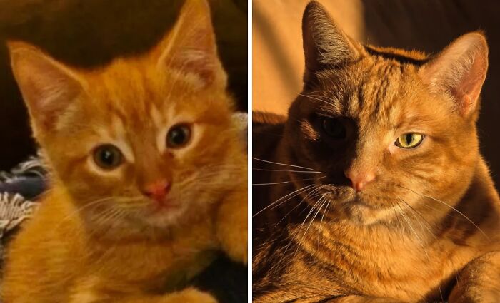 38 Before-And-After Photos Of Kittens Who Took ‘Growing Up’ Very Seriously 38 Before-And-After Photos Of Kittens Who Took ‘Growing Up’ Very Seriously