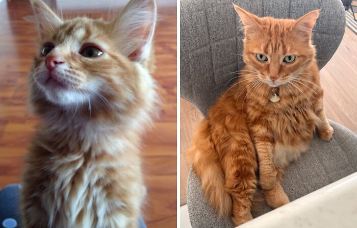 38 Before-And-After Photos Of Kittens Who Took ‘Growing Up’ Very Seriously 38 Before-And-After Photos Of Kittens Who Took ‘Growing Up’ Very Seriously